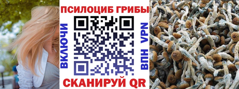 Галлюциногенные грибы прущие грибы  Купить где  Строитель 
